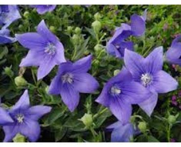 Платикодон Син